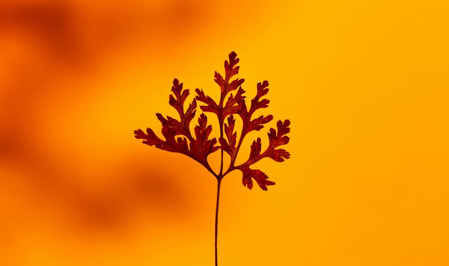 Hello, this is TheDeskable.